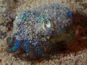Escape Cloak...This little guy used two arms to cover his... by Jan Morton 